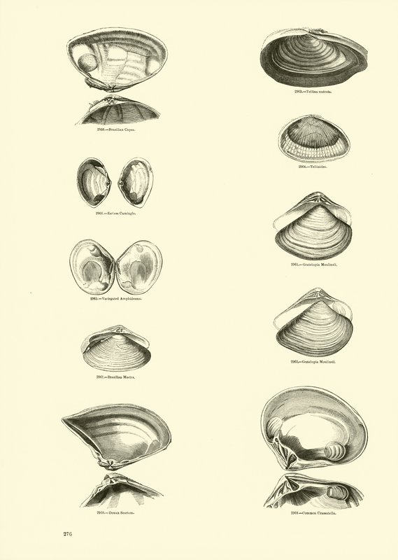 Pagina uit Het Picturale Museum van Geanimeerde Natuur door English School