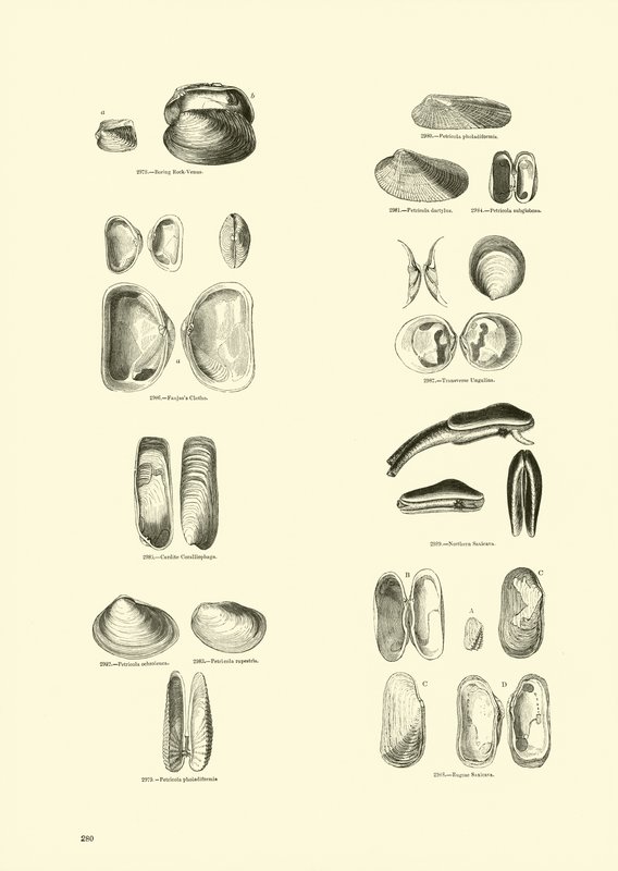 Pagina uit Het Picturale Museum van Geanimeerde Natuur door English School
