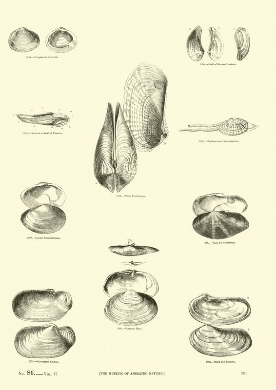 Pagina uit Het Picturale Museum van Geanimeerde Natuur door English School