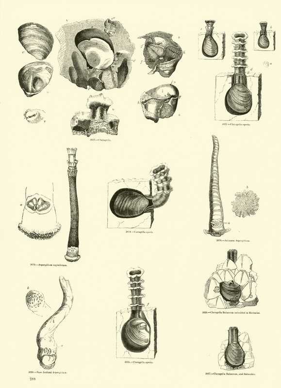 Pagina uit Het Picturale Museum van Geanimeerde Natuur door English School