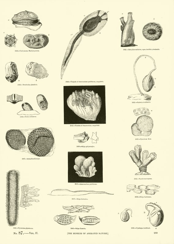 Pagina uit Het Picturale Museum van Geanimeerde Natuur door English School