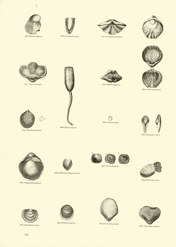 Pagina uit Het Picturale Museum van Geanimeerde Natuur door English School