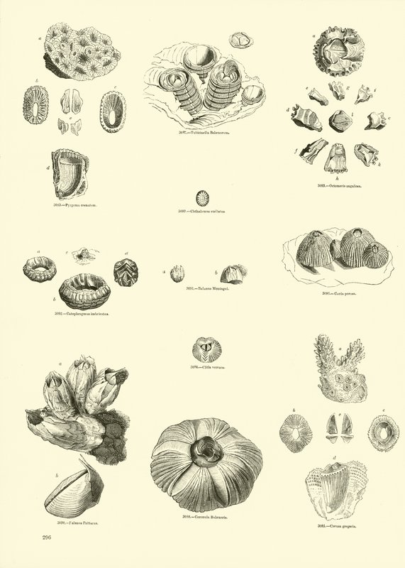 Pagina uit Het Picturale Museum van Geanimeerde Natuur door English School
