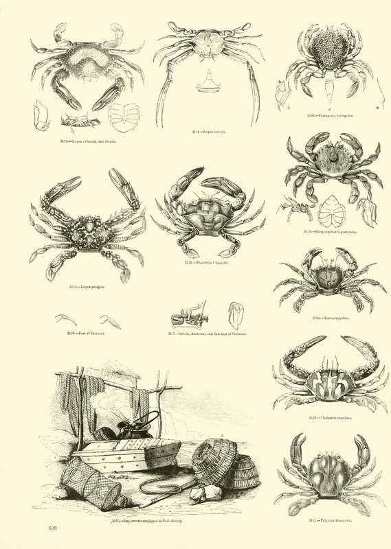 Pagina uit Het Picturale Museum van Geanimeerde Natuur door English School