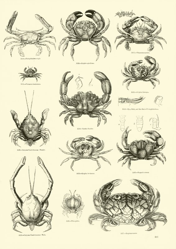 Pagina uit Het Picturale Museum van Geanimeerde Natuur door English School