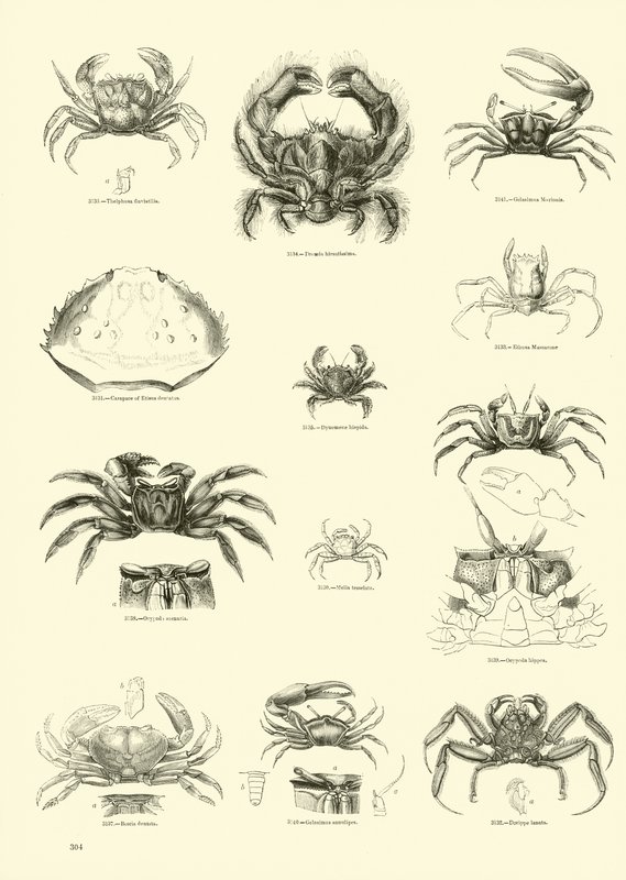 Pagina uit Het Picturale Museum van Geanimeerde Natuur door English School