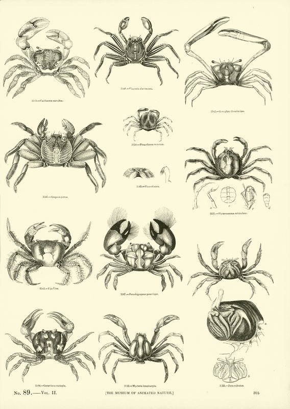Pagina uit Het Picturale Museum van Geanimeerde Natuur door English School
