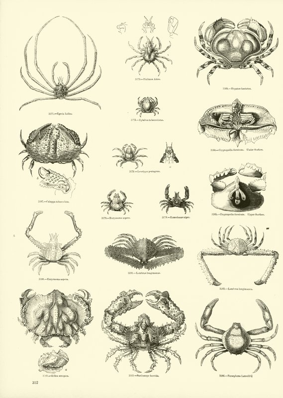 Pagina uit Het Picturale Museum van Geanimeerde Natuur door English School