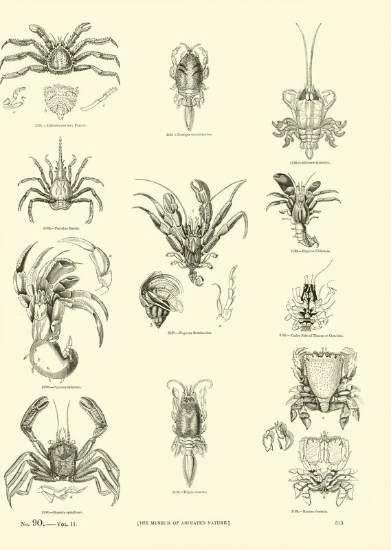 Pagina uit Het Picturale Museum van Geanimeerde Natuur door English School