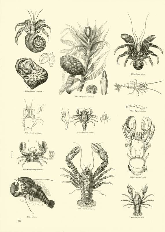 Pagina uit Het Picturale Museum van Geanimeerde Natuur door English School