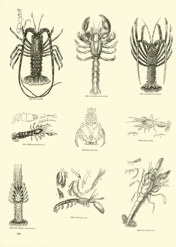 Pagina uit Het Picturale Museum van Geanimeerde Natuur door English School