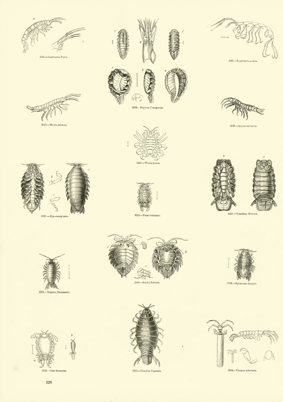 Pagina uit Het Picturale Museum van Geanimeerde Natuur door English School