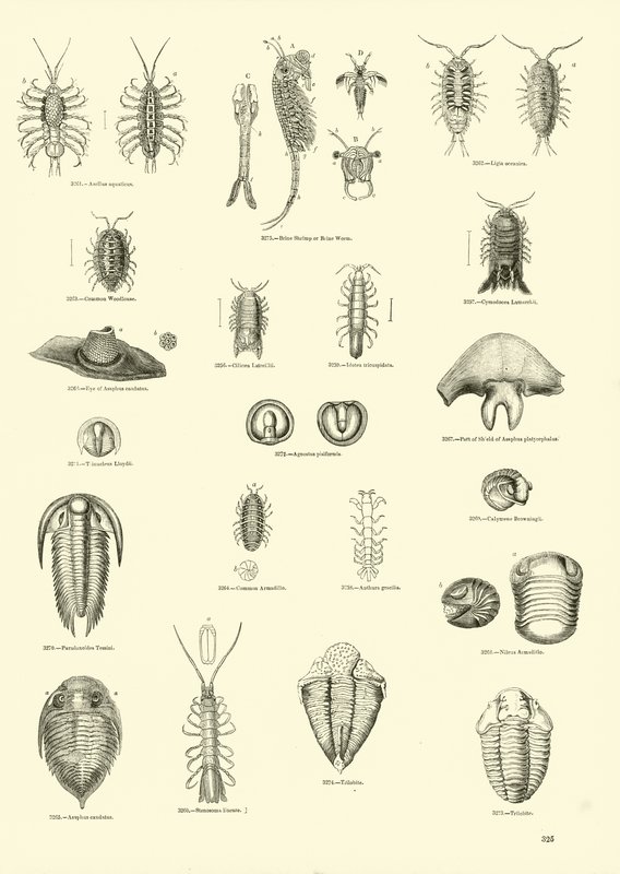 Pagina uit Het Picturale Museum van Geanimeerde Natuur door English School