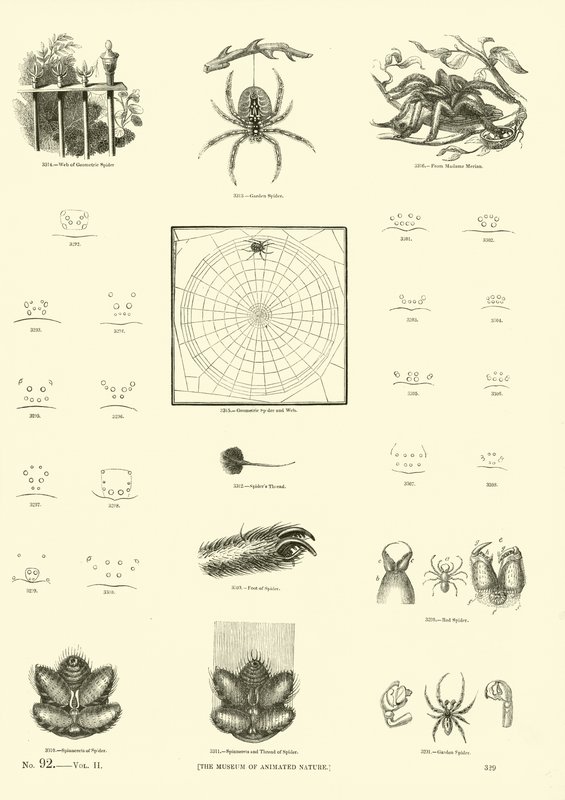 Pagina uit Het Picturale Museum van Geanimeerde Natuur door English School