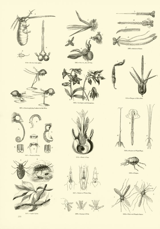 Pagina uit Het Picturale Museum van Geanimeerde Natuur door English School