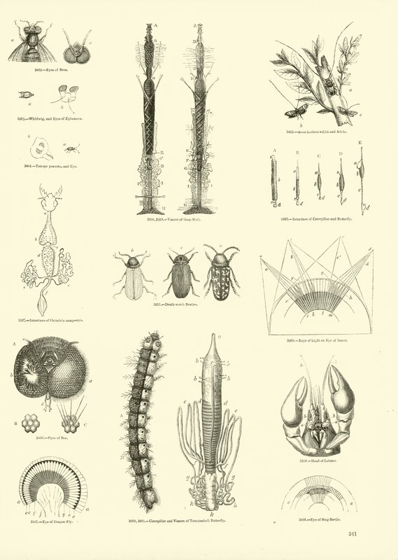 Pagina uit Het Picturale Museum van Geanimeerde Natuur door English School