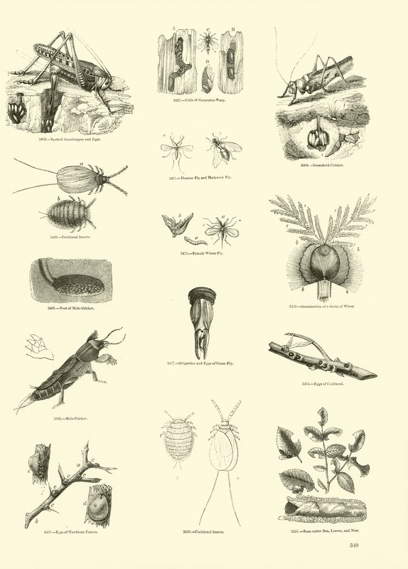 Pagina uit Het Picturale Museum van Geanimeerde Natuur door English School