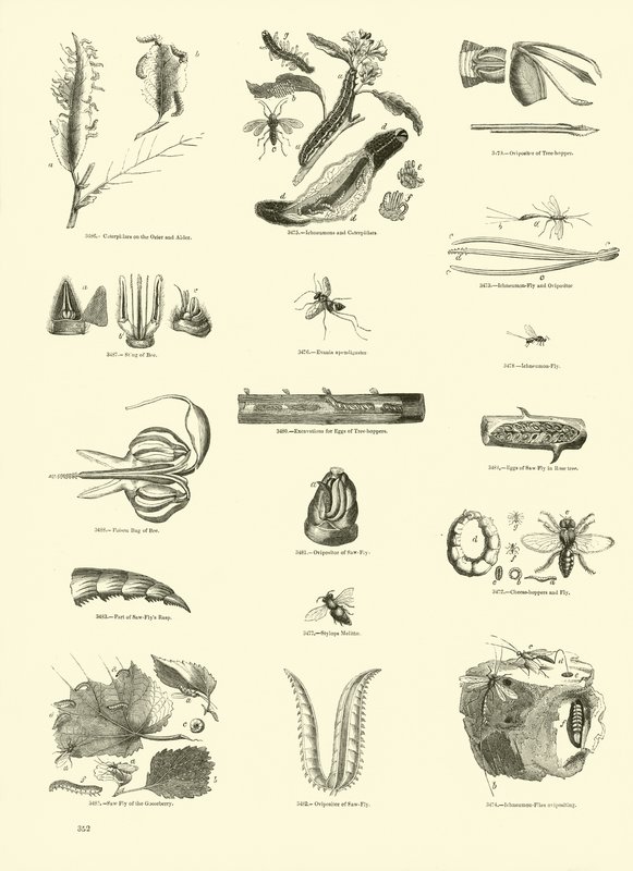 Pagina uit Het Picturale Museum van Geanimeerde Natuur door English School