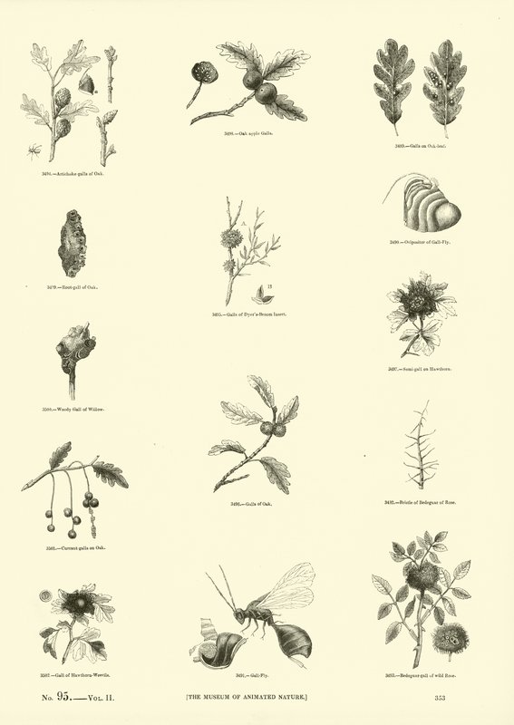 Pagina uit Het Picturale Museum van Geanimeerde Natuur door English School