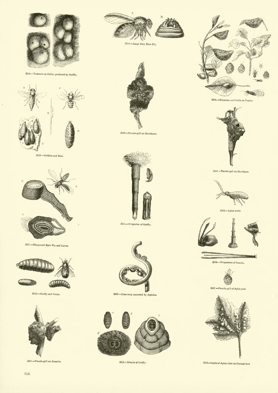 Pagina uit Het Picturale Museum van Geanimeerde Natuur door English School