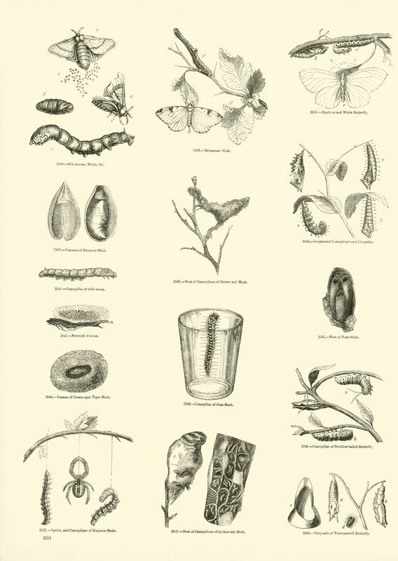 Pagina uit Het Picturale Museum van Geanimeerde Natuur door English School