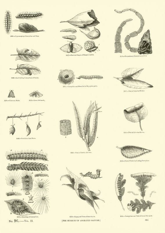 Pagina uit Het Picturale Museum van Geanimeerde Natuur door English School