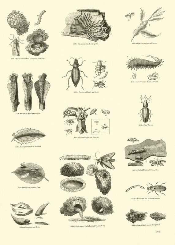 Pagina uit Het Picturale Museum van Geanimeerde Natuur door English School
