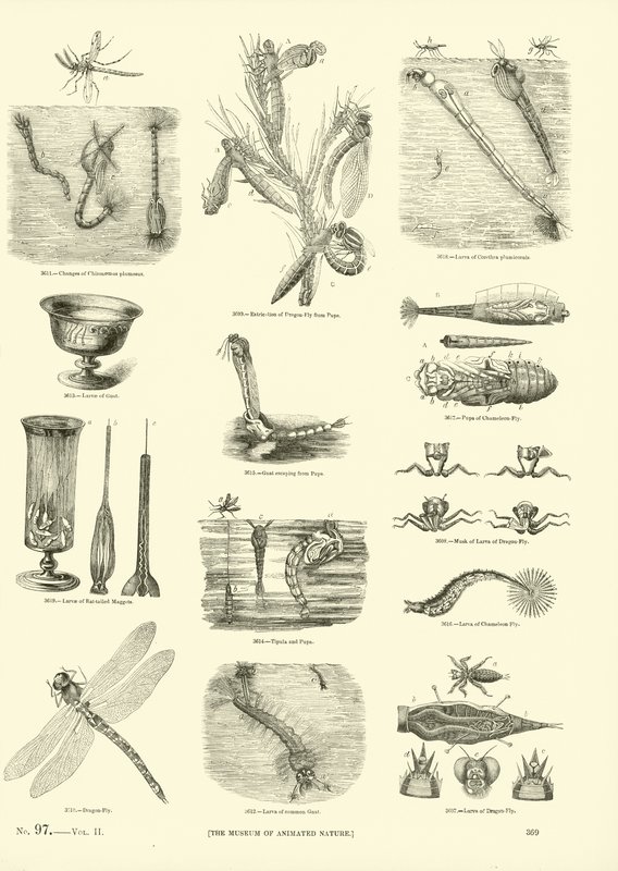 Pagina uit Het Picturale Museum van Geanimeerde Natuur door English School
