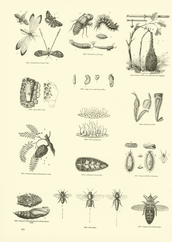 Pagina uit Het Picturale Museum van Geanimeerde Natuur door English School