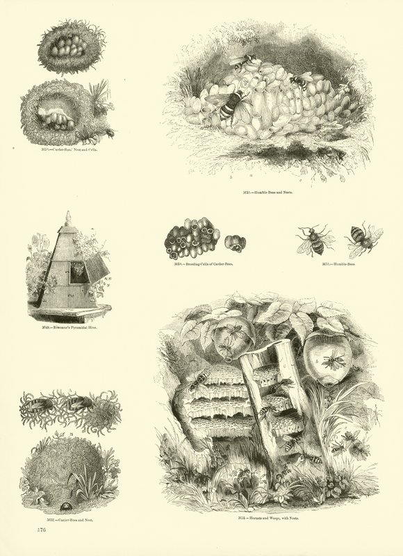 Pagina uit Het Picturale Museum van Geanimeerde Natuur door English School
