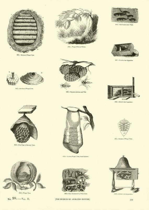 Pagina uit Het Picturale Museum van Geanimeerde Natuur door English School