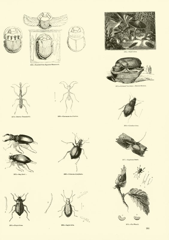 Pagina uit Het Picturale Museum van Geanimeerde Natuur door English School
