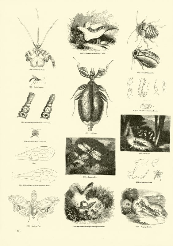 Pagina uit Het Picturale Museum van Geanimeerde Natuur door English School