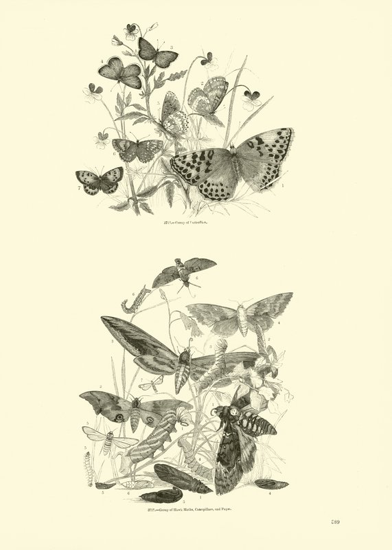 Pagina uit Het Picturale Museum van Geanimeerde Natuur door English School