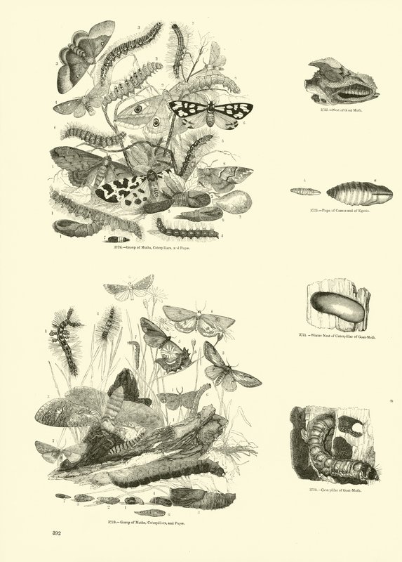 Pagina uit Het Picturale Museum van Geanimeerde Natuur door English School