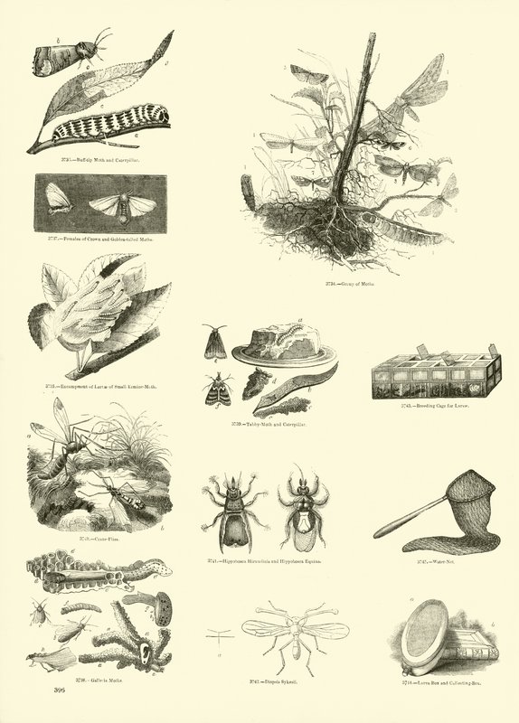 Pagina uit Het Picturale Museum van Geanimeerde Natuur door English School
