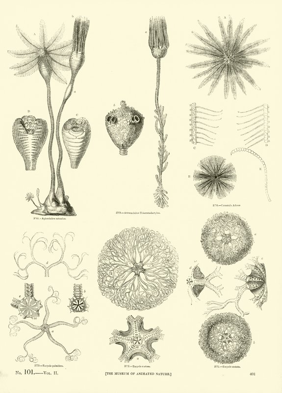 Pagina uit Het Picturale Museum van Geanimeerde Natuur door English School