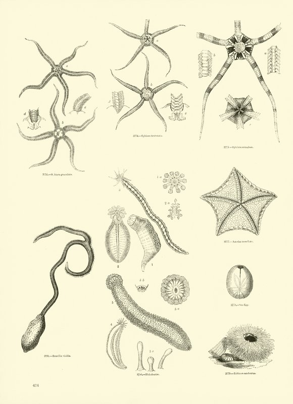 Pagina uit Het Picturale Museum van Geanimeerde Natuur door English School