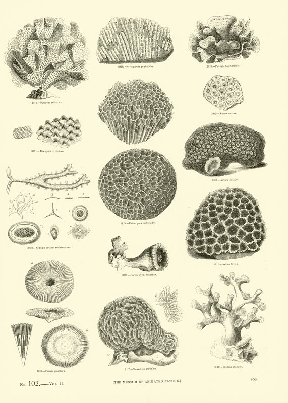 Pagina uit Het Picturale Museum van Geanimeerde Natuur door English School