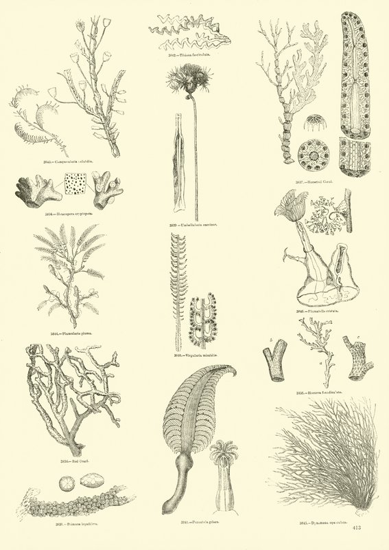 Pagina uit Het Picturale Museum van Geanimeerde Natuur door English School