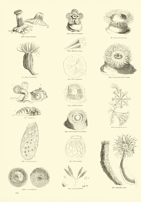 Pagina uit Het Picturale Museum van Geanimeerde Natuur door English School