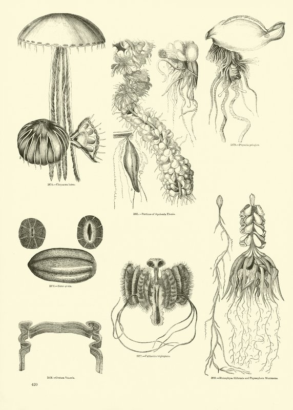 Pagina uit Het Picturale Museum van Geanimeerde Natuur door English School