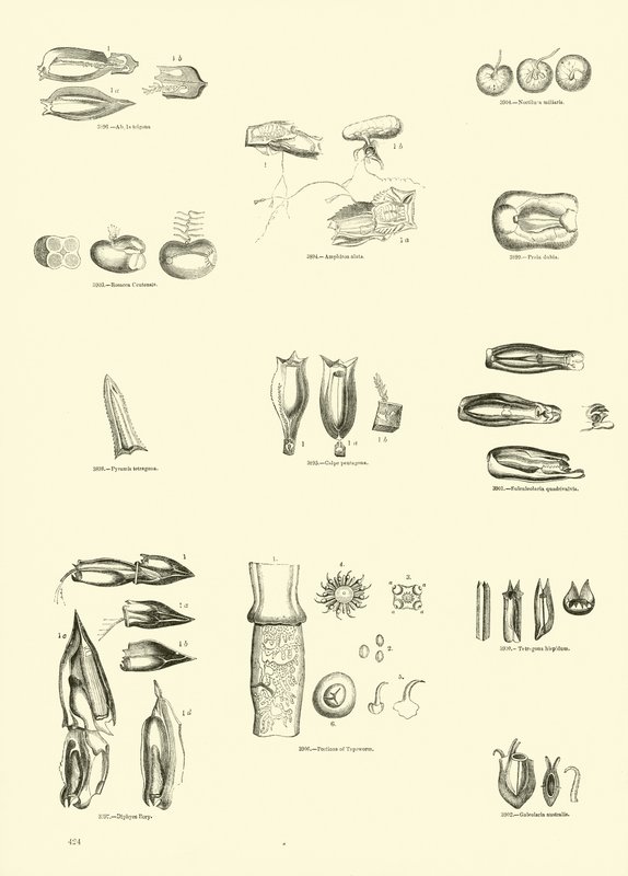Pagina uit Het Picturale Museum van Geanimeerde Natuur door English School