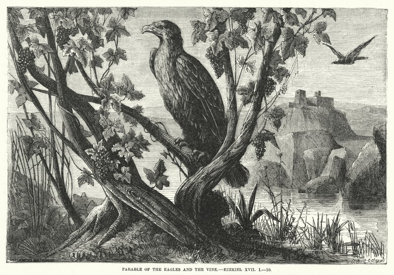 Parabel van de Adelaars en de Wijnstok, Ezechiël XVII door English School