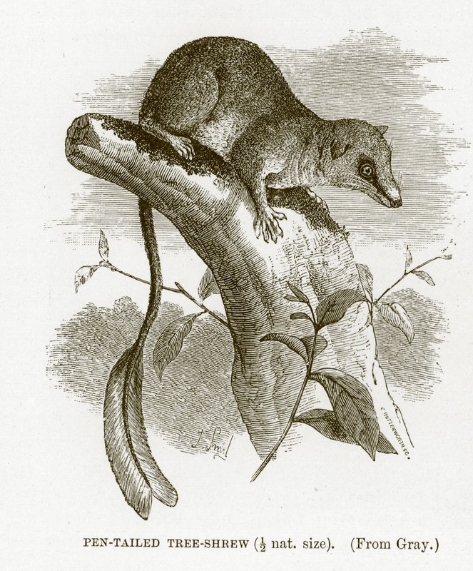 Penstaartboomspitsmuis, illustratie uit The Royal Natural History door English School