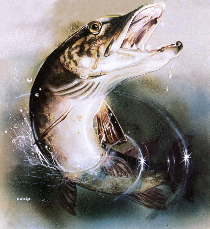 Snoek die springt door English School