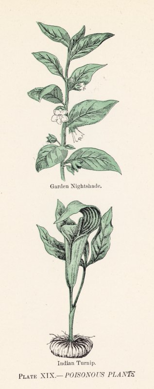 Giftige planten door English School