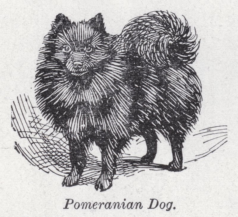 Pomeranian hond door English School
