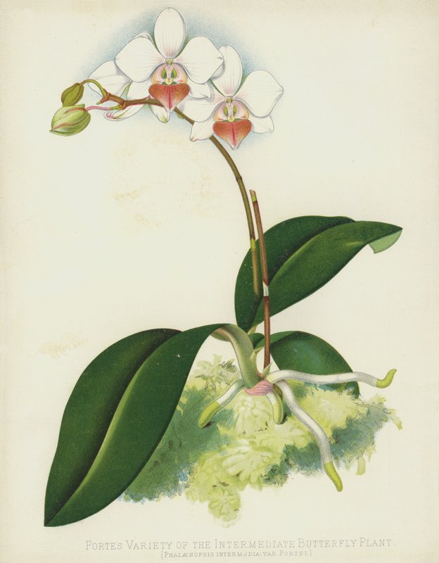 Portes Variëteit van de Tussenliggende Vlinderplant, Phalaenopsis Intermedia, var Portei door English School