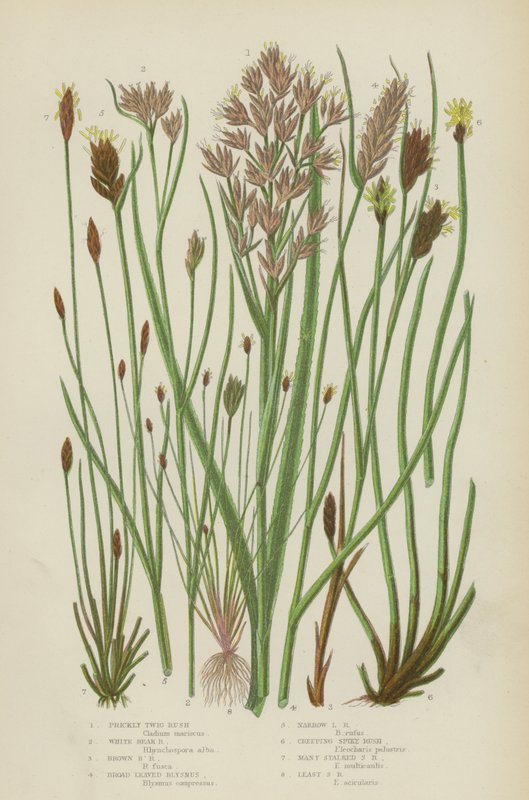 Stekelige Twijg Riet, Witte Snavel Riet, Bruine Snavel Riet, Breedbladige Blysmus, Smalbladige Blysmus door English School